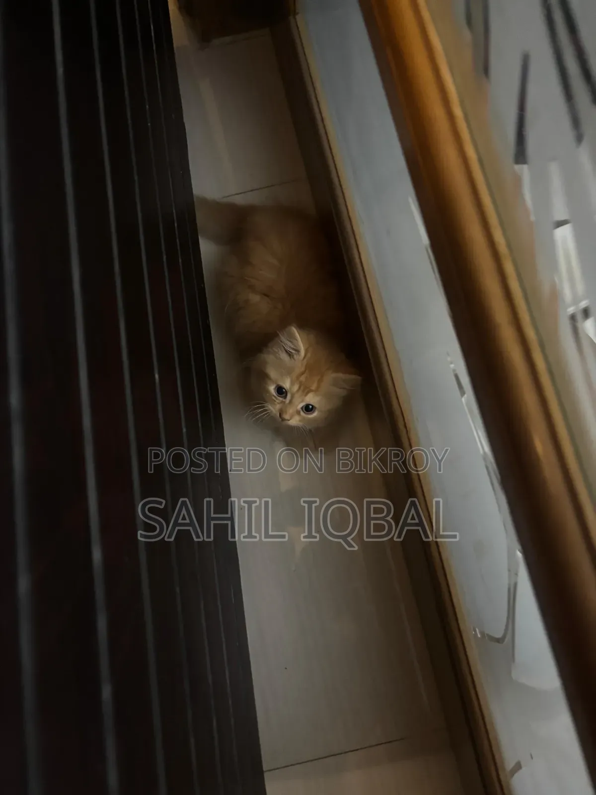 1-3 Months Male Purebred Persian Cat
