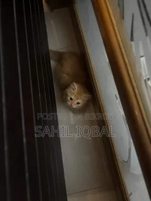 1-3 Months Male Purebred Persian Cat