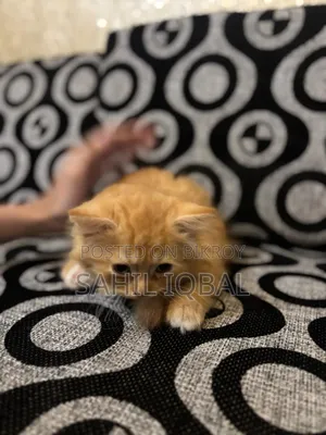 1-3 Months Male Purebred Persian Cat