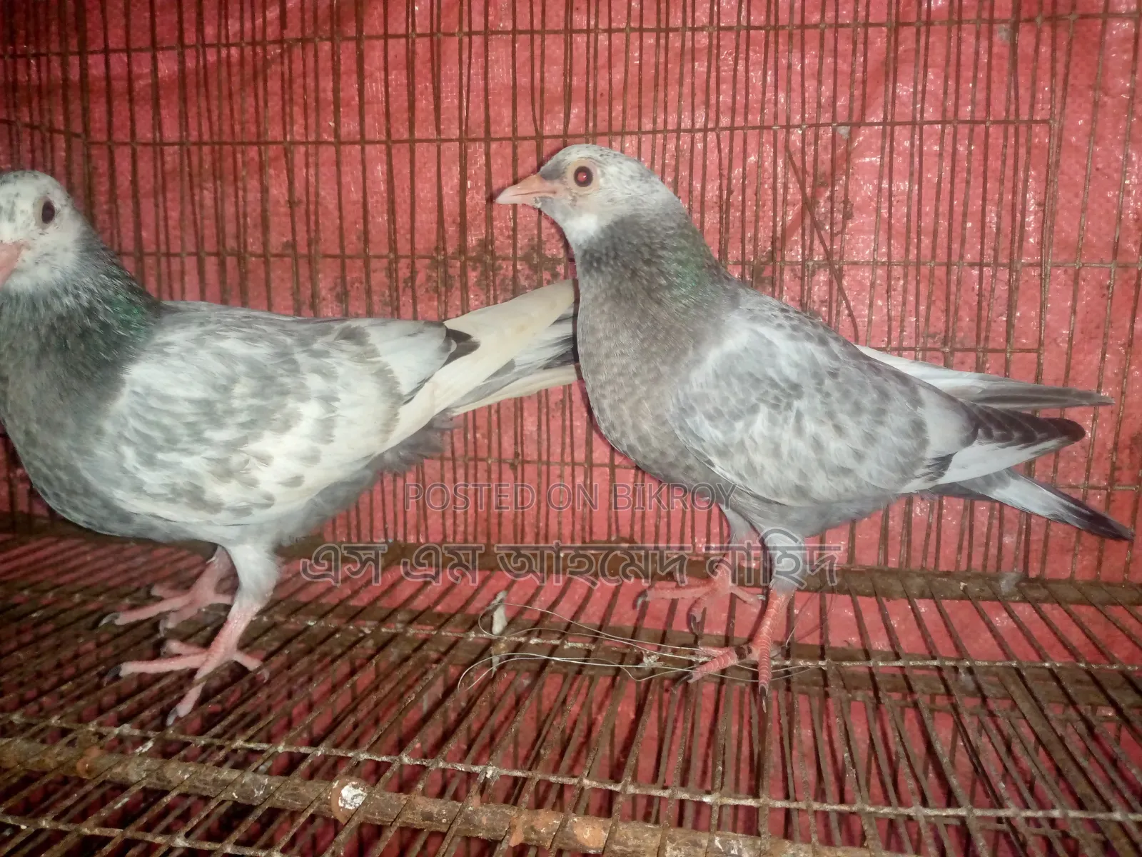 Working pigeon chicks for sale