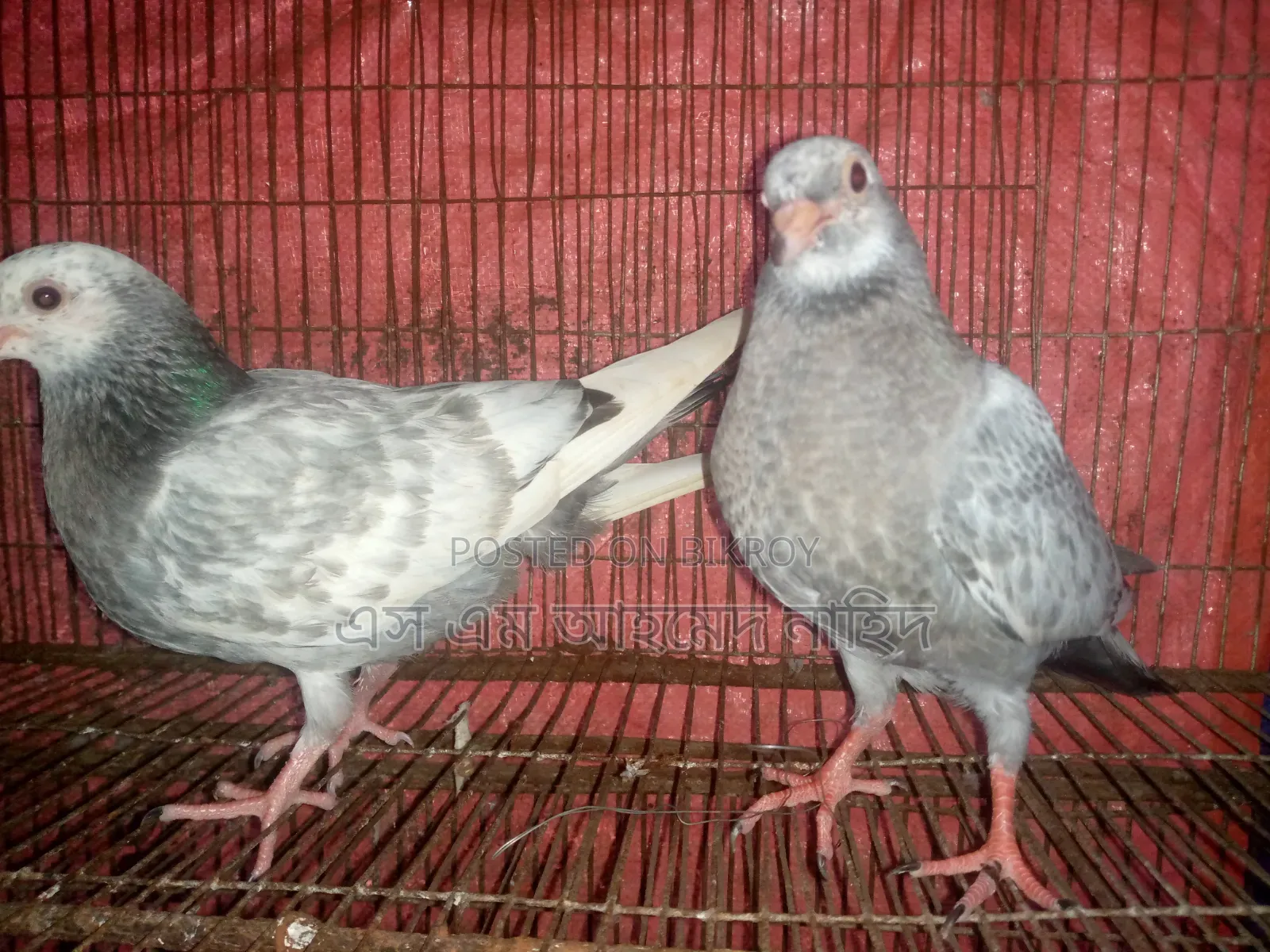 Working pigeon chicks for sale