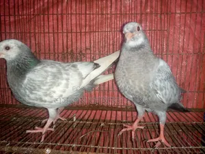 Working pigeon chicks for sale