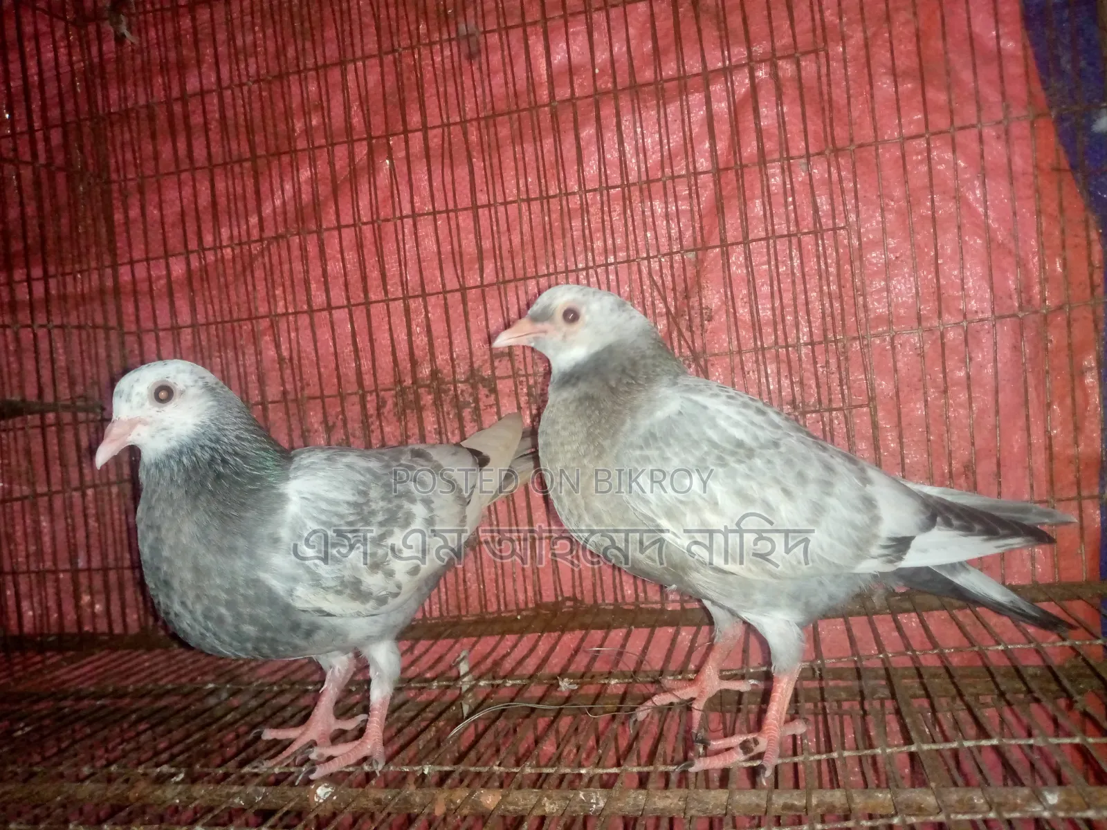 Working pigeon chicks for sale