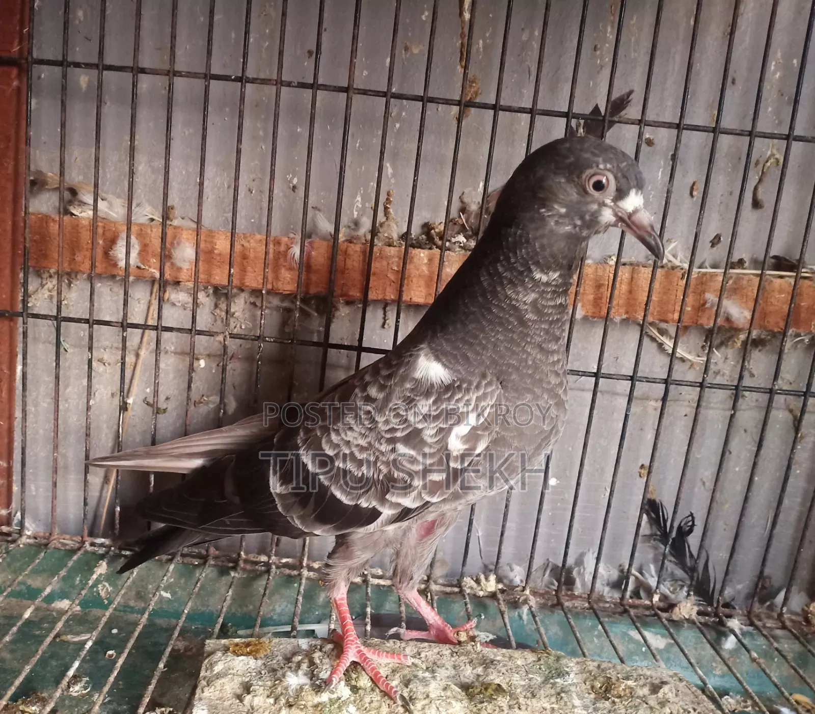 Pakistani Pigeon Squab
