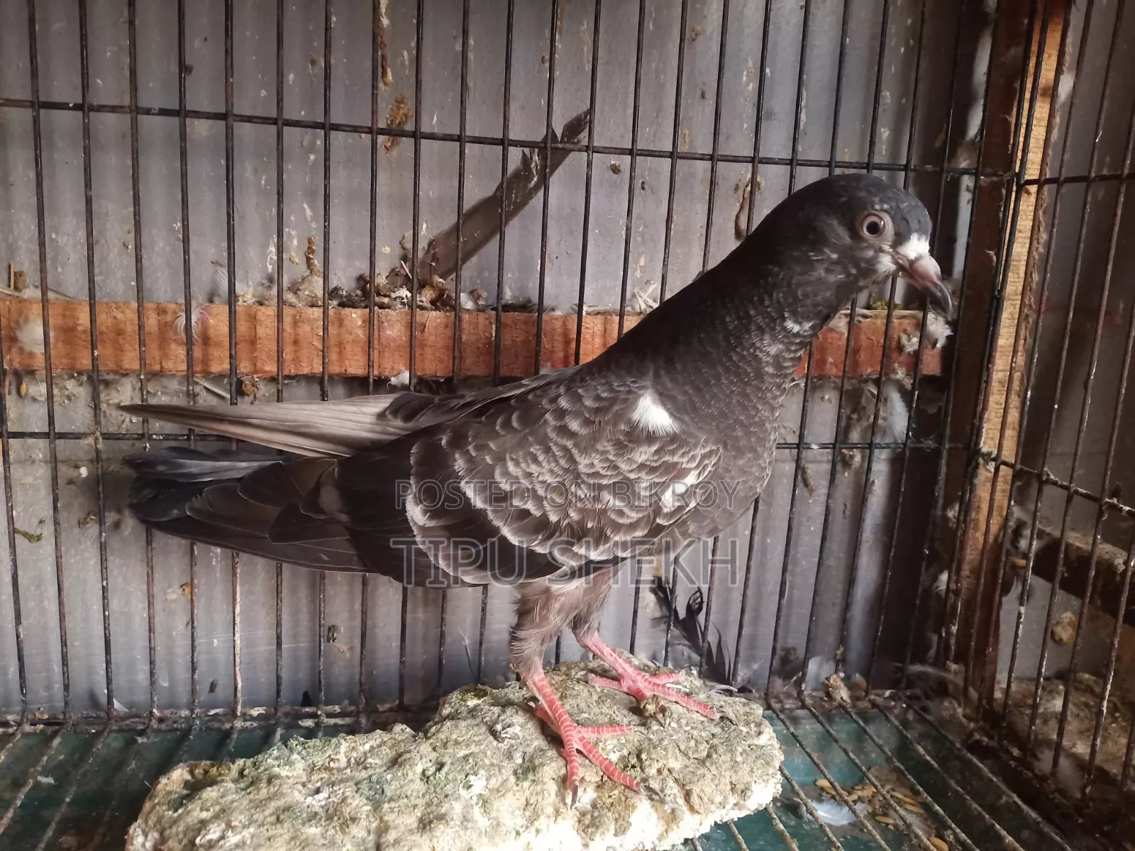 Pakistani Pigeon Squab