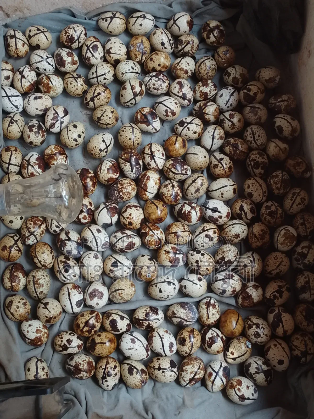 White Giant Coturnix Quail, chicks, eggs, running, all available
