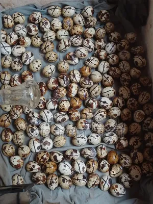 White Giant Coturnix Quail, chicks, eggs, running, all available