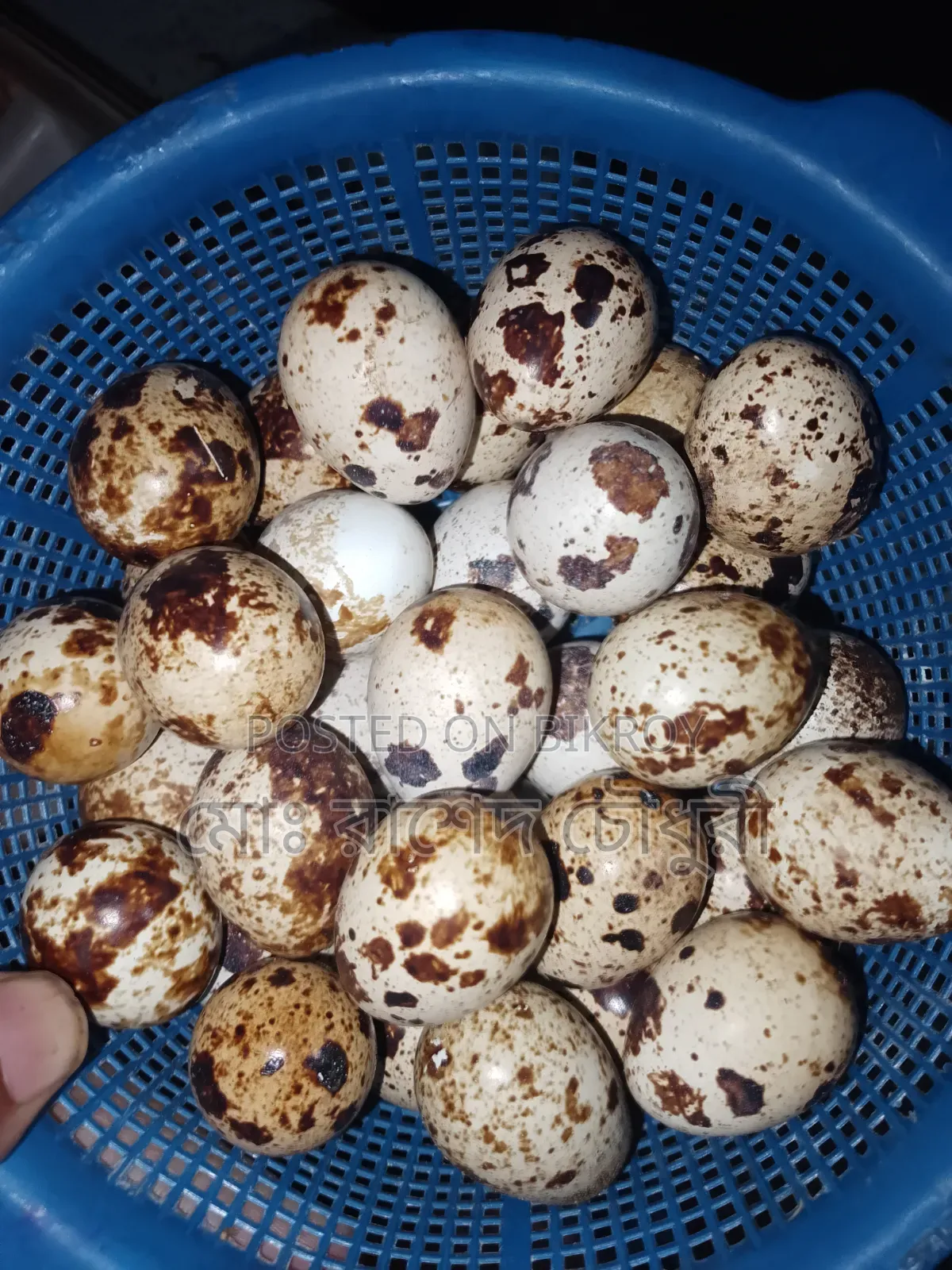 White Giant Coturnix Quail, chicks, eggs, running, all available
