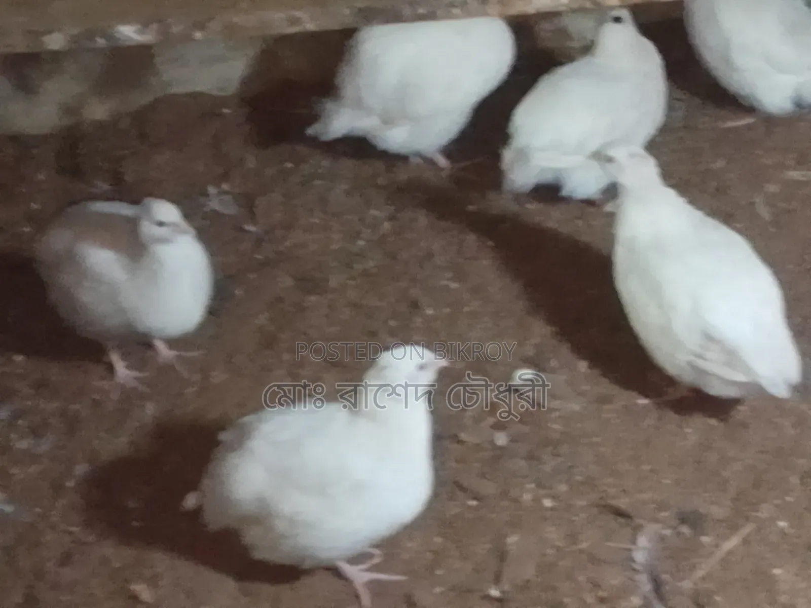 White Giant Coturnix Quail, chicks, eggs, running, all available