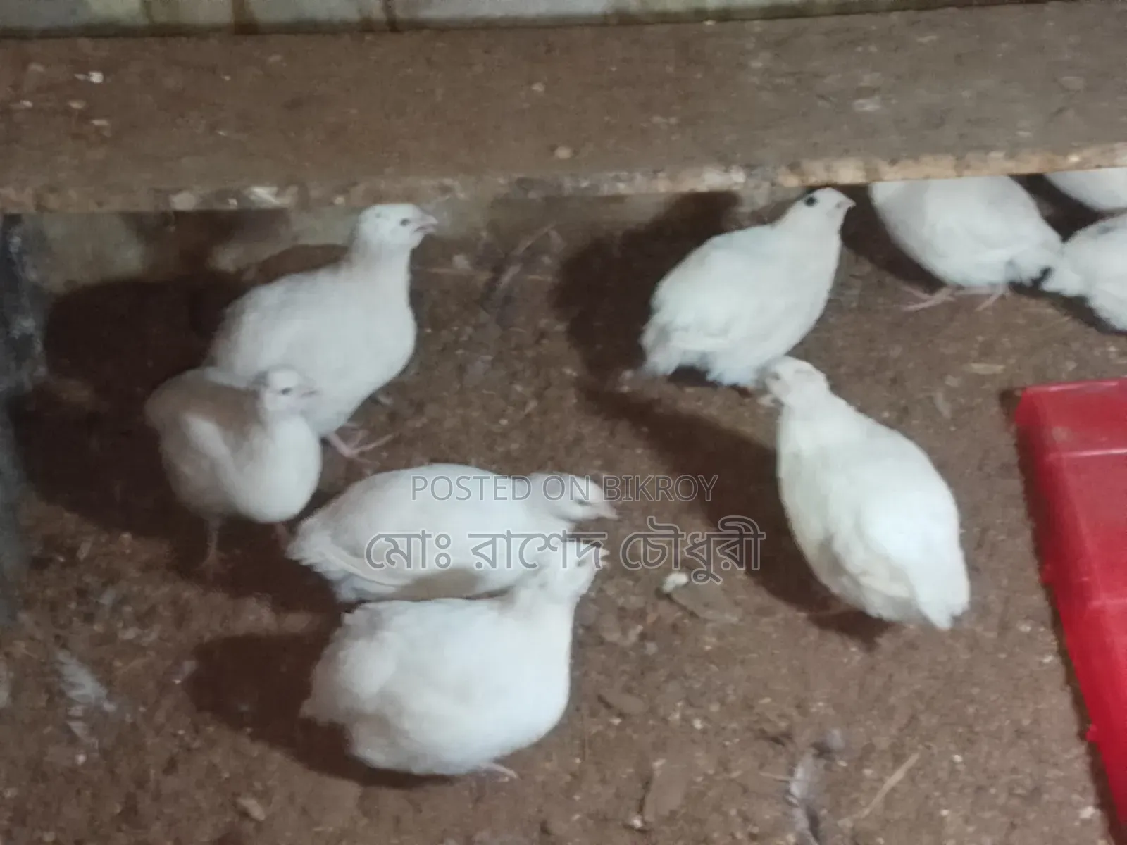 White Giant Coturnix Quail, chicks, eggs, running, all available