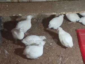 White Giant Coturnix Quail, chicks, eggs, running, all available