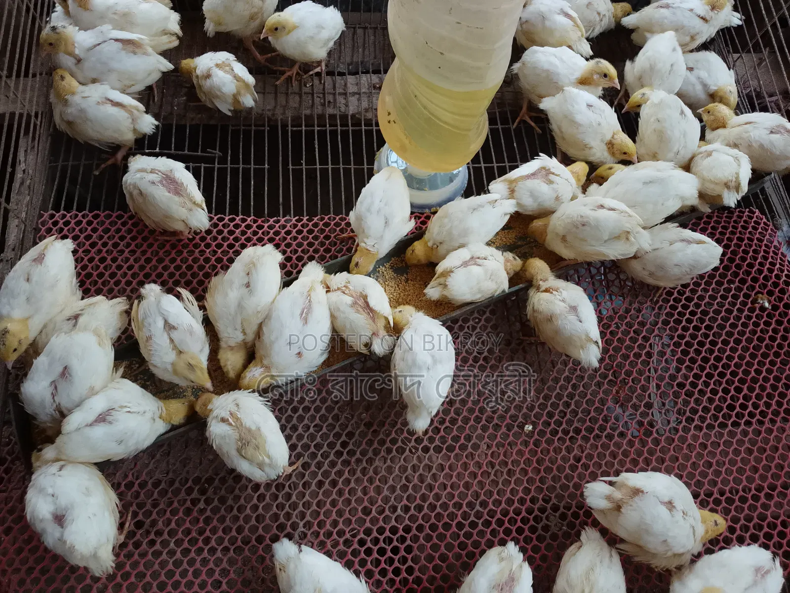 White Giant Coturnix Quail, chicks, eggs, running, all available