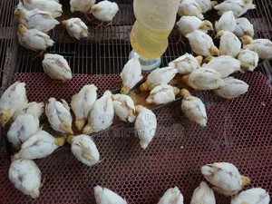 White Giant Coturnix Quail, chicks, eggs, running, all available