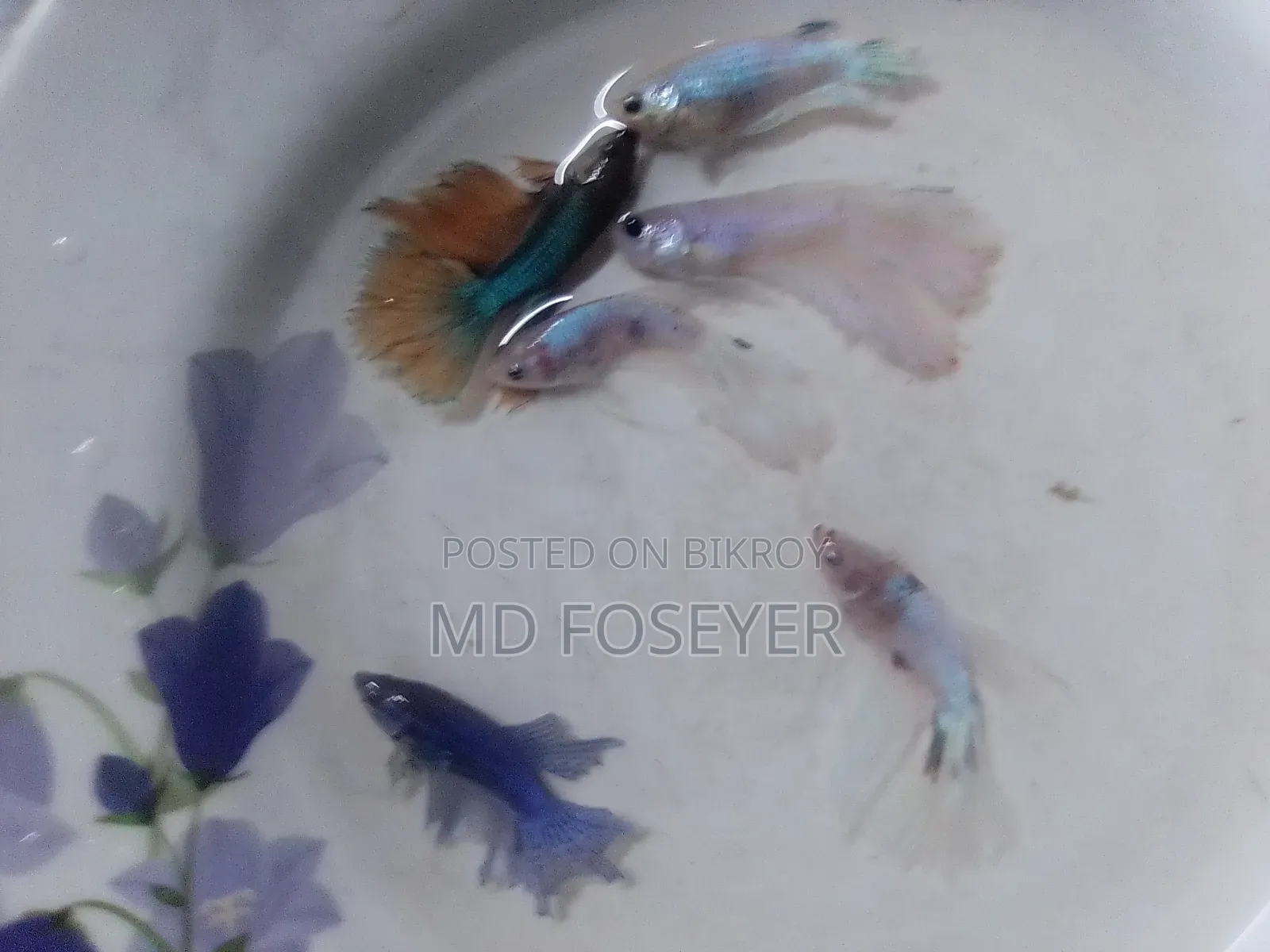 Halfmoon, Rosetail, Dumbo Ear Betta