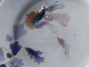 Halfmoon, Rosetail, Dumbo Ear Betta