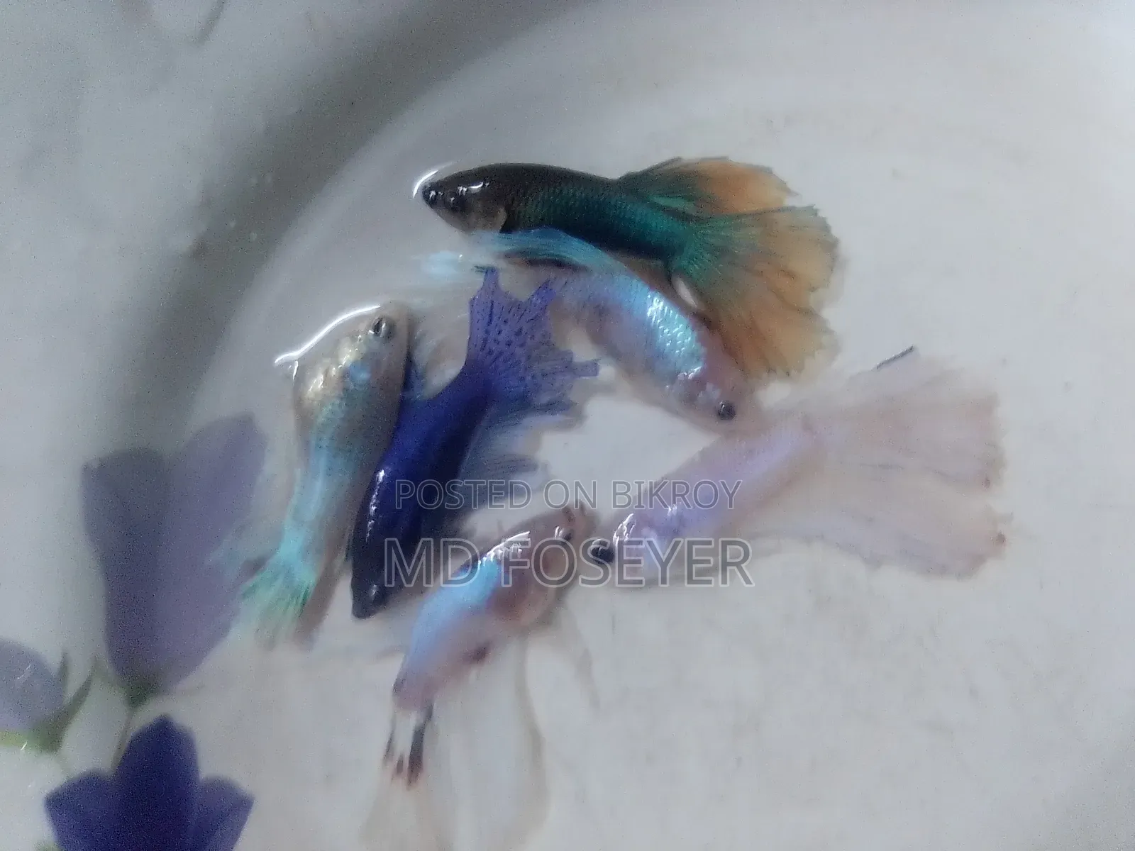 Halfmoon, Rosetail, Dumbo Ear Betta