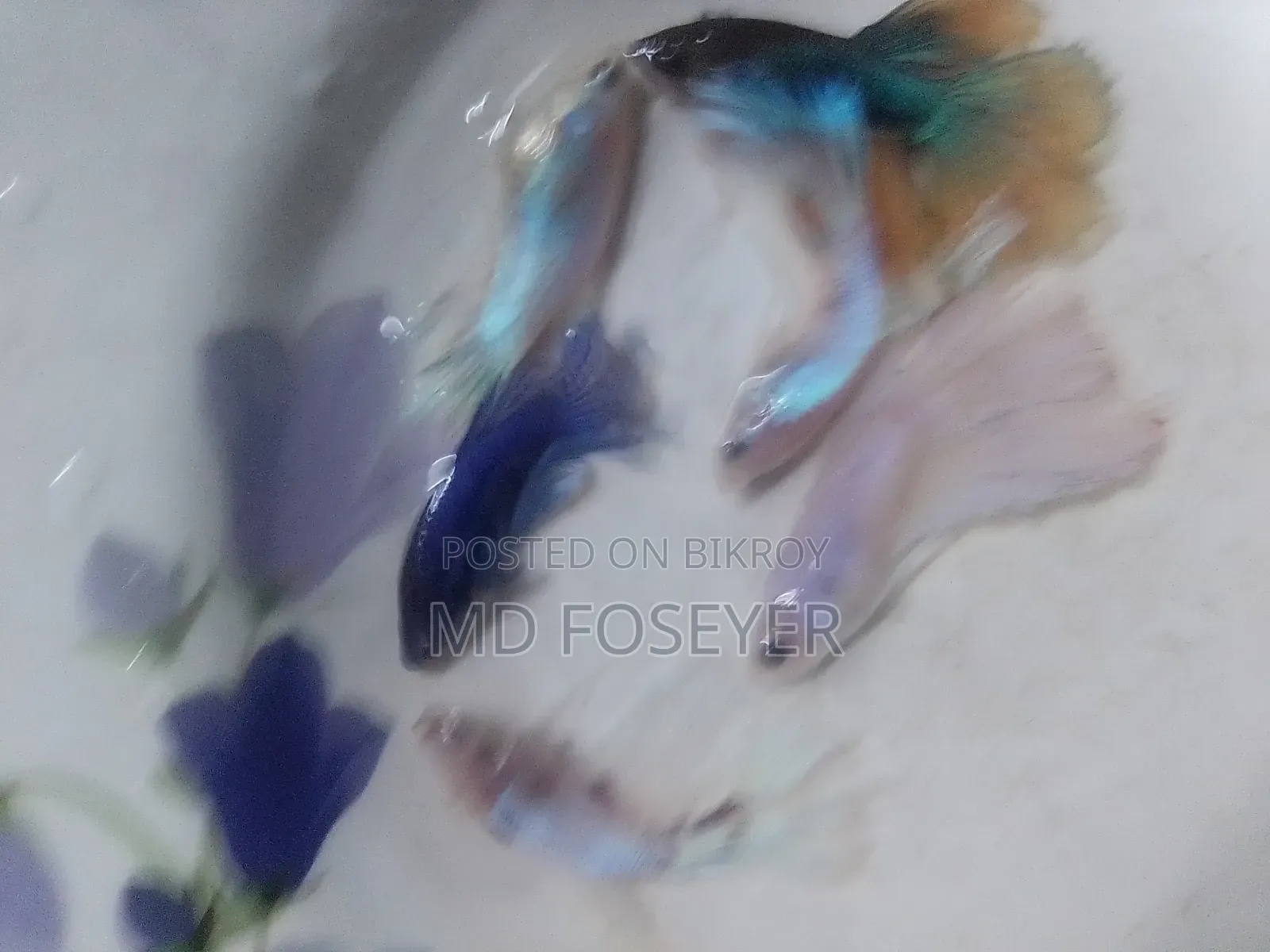 Halfmoon, Rosetail, Dumbo Ear Betta