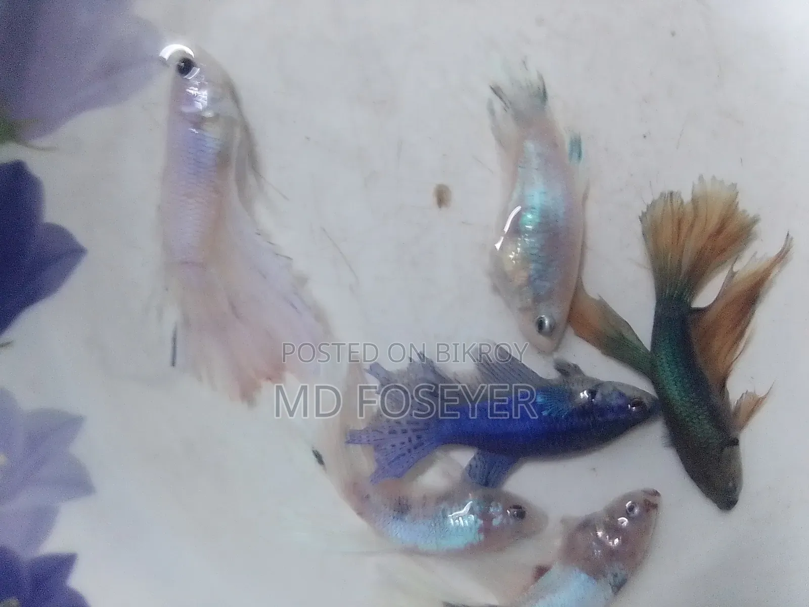 Halfmoon, Rosetail, Dumbo Ear Betta