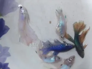 Halfmoon, Rosetail, Dumbo Ear Betta