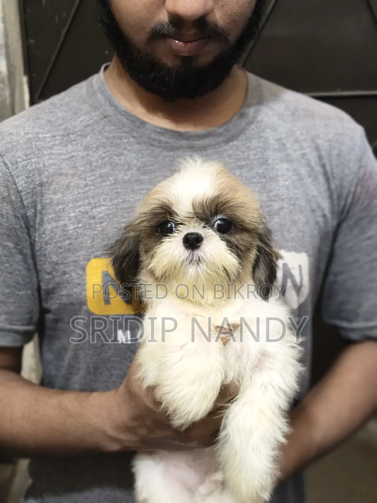 1-3 Months Male Purebred Shih Tzu