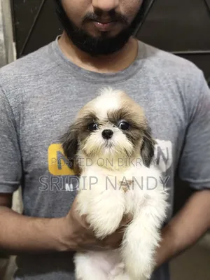 1-3 Months Male Purebred Shih Tzu