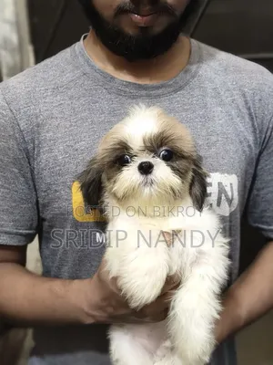 1-3 Months Male Purebred Shih Tzu