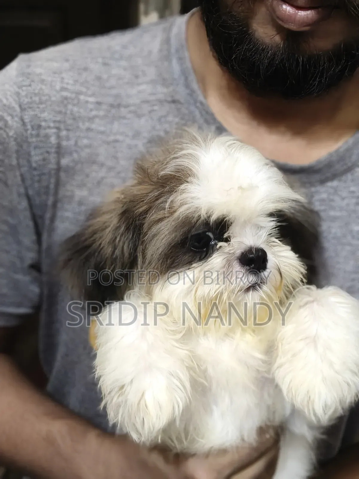 1-3 Months Male Purebred Shih Tzu