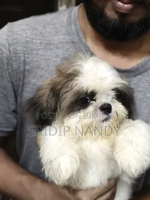 1-3 Months Male Purebred Shih Tzu