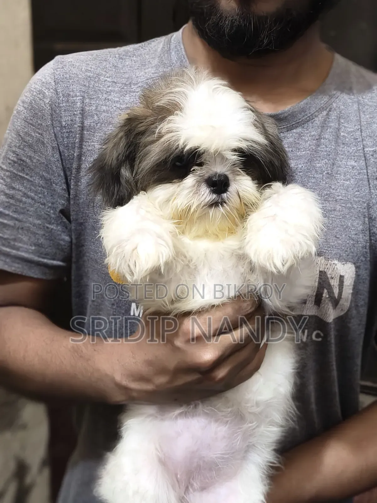 1-3 Months Male Purebred Shih Tzu