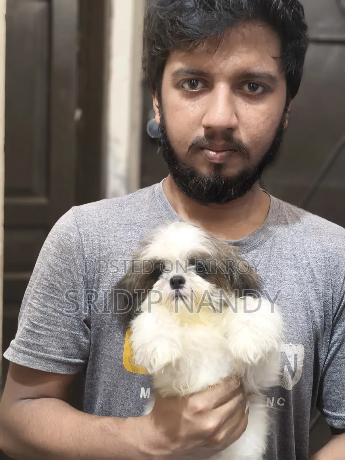 1-3 Months Male Purebred Shih Tzu