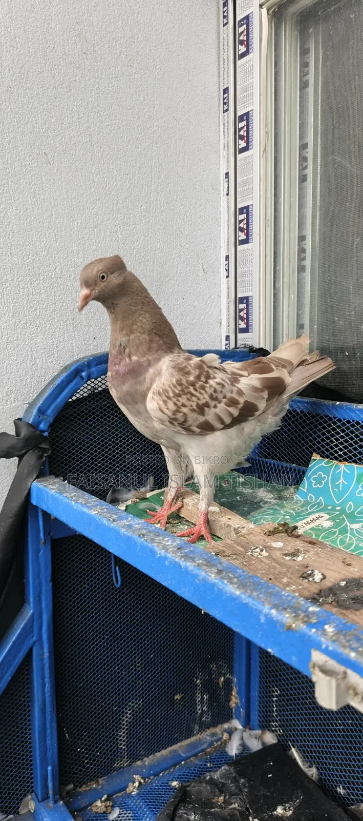 Pigeons for sale