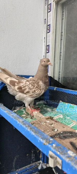 Pigeons for sale