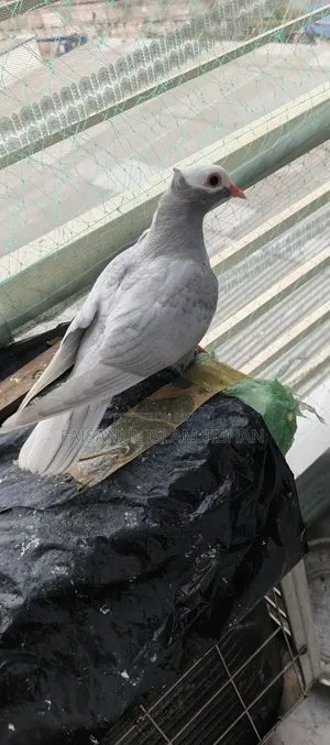 Pigeons for sale