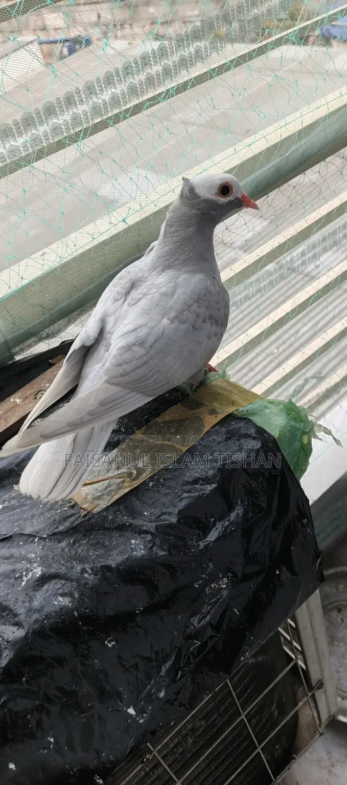 Pigeons for sale