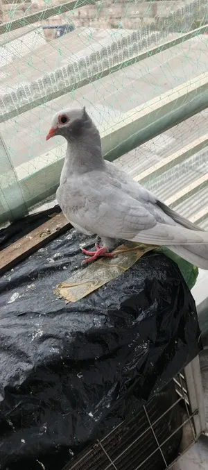 Pigeons for sale