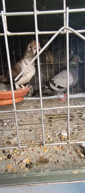 Pigeons for sale
