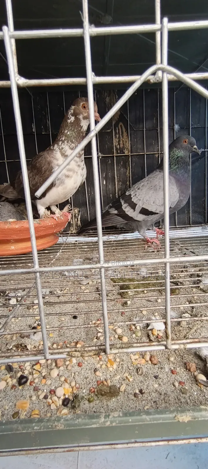 Pigeons for sale