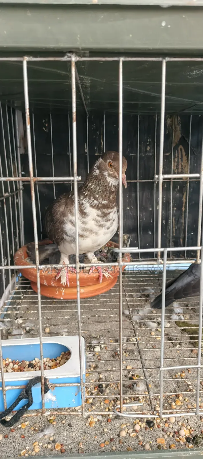 Pigeons for sale