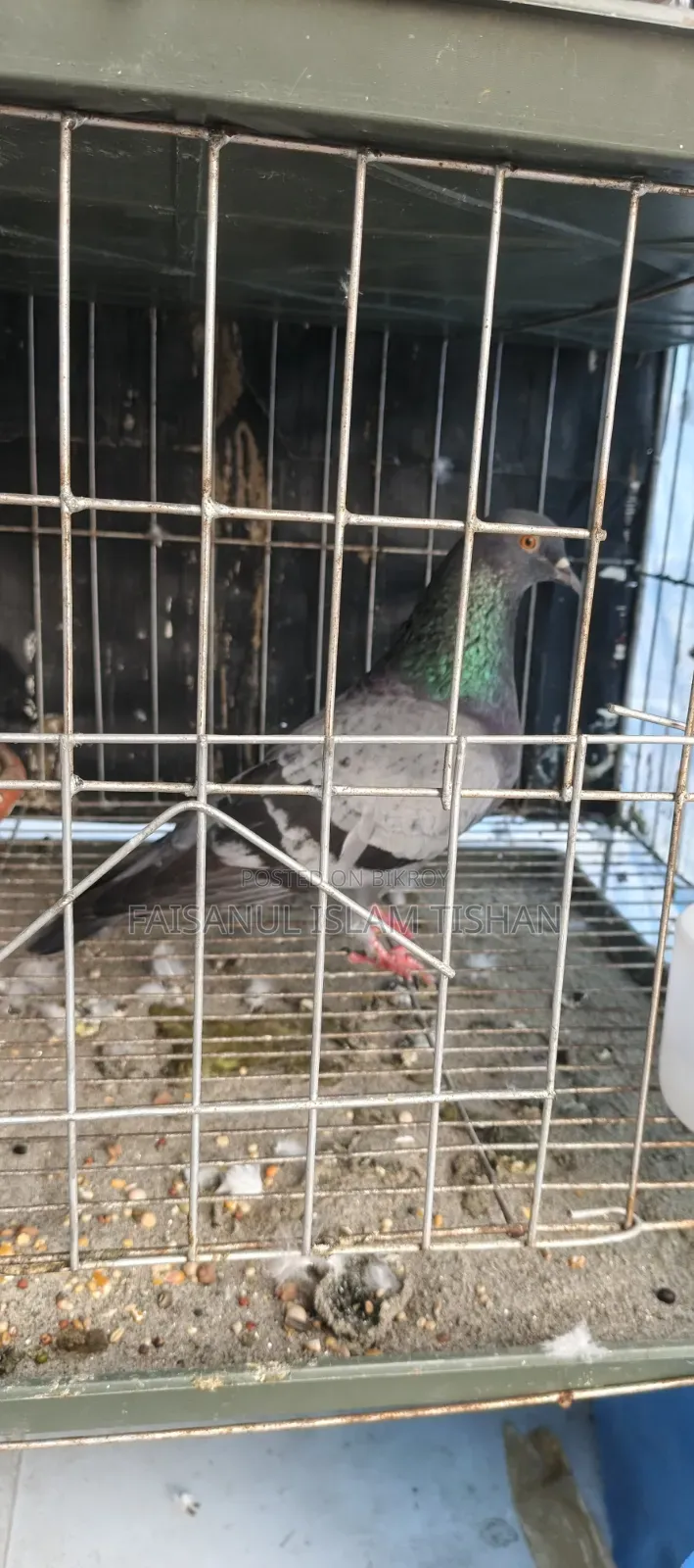Pigeons for sale