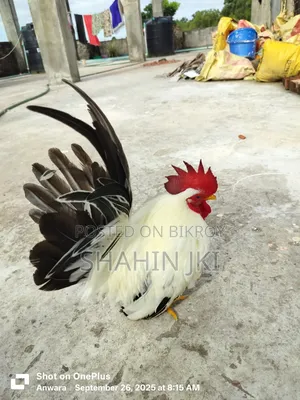 জাপানি বেন্থাম ব্ল্যাকটেল মেইল