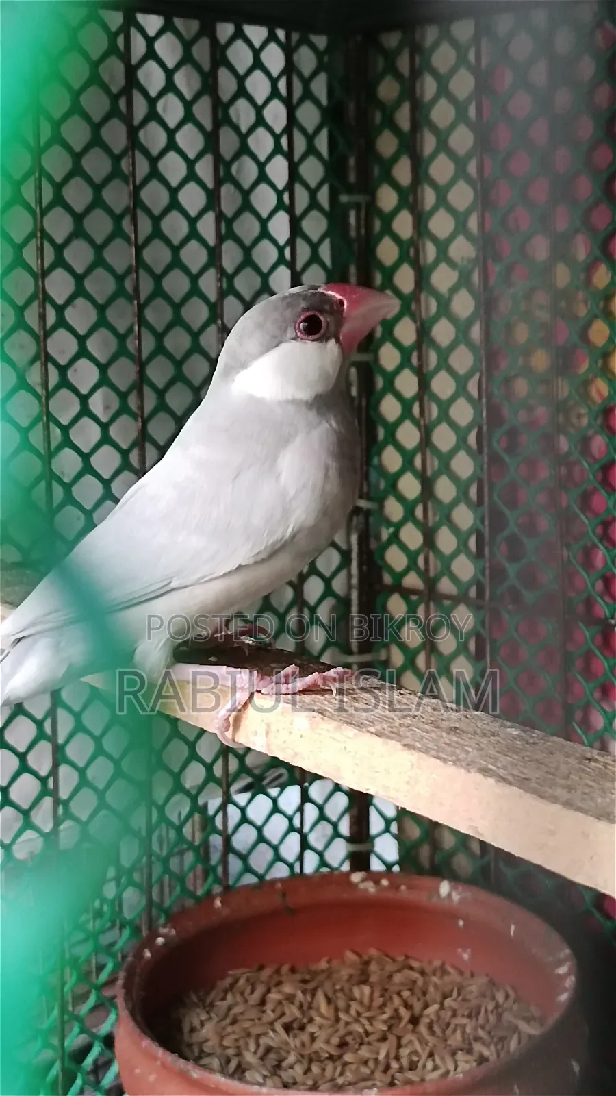 Java Bird Sale