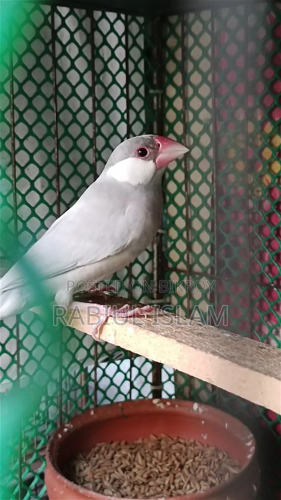 Java Bird Sale