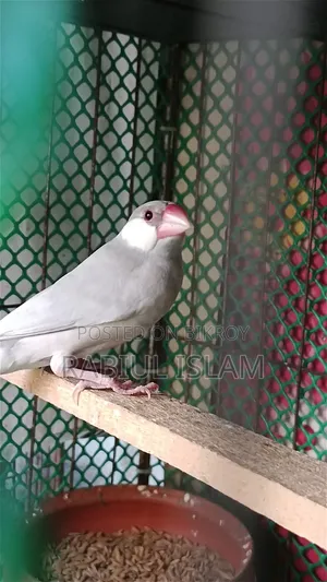 Java Bird Sale