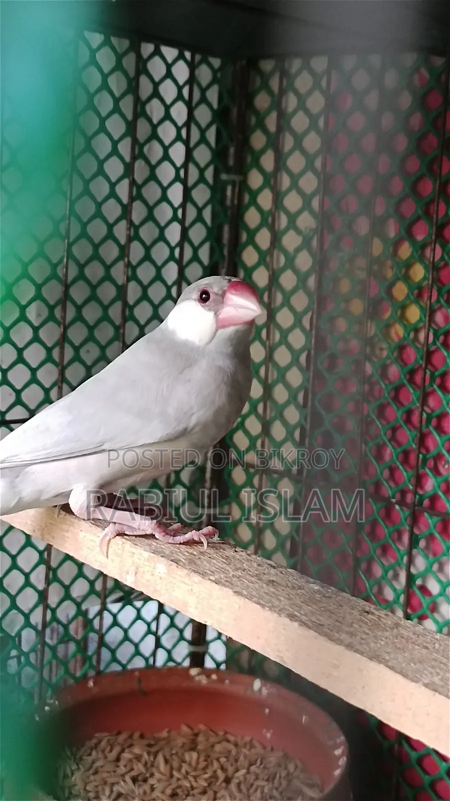 Java Bird Sale