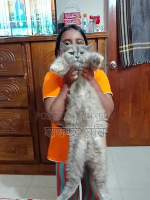6-12 Months Female Purebred Persian