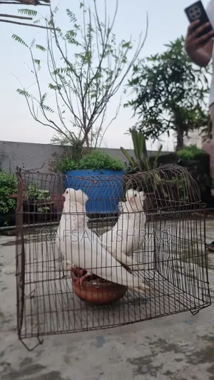 অরিজিনাল বোম্বাই কবুতর