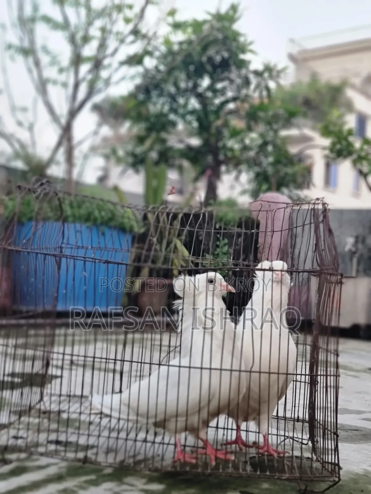 Original Bombay Pigeon