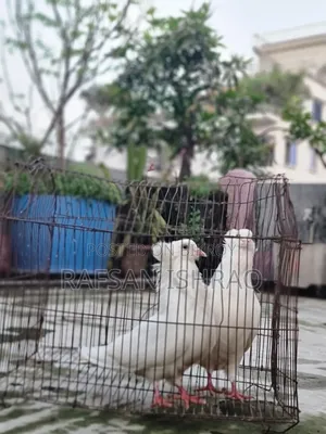 Original Bombay Pigeon