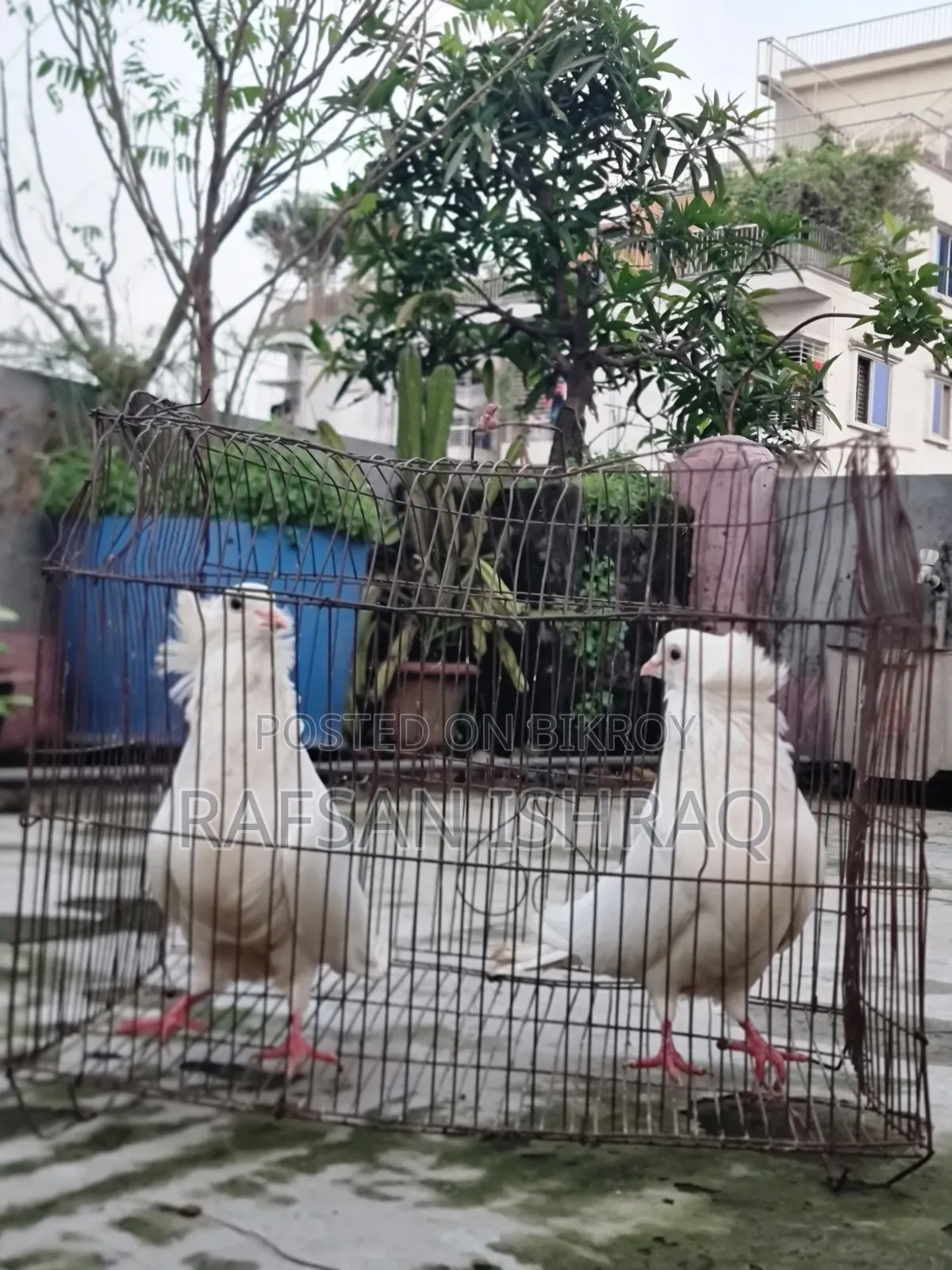 Original Bombay Pigeon