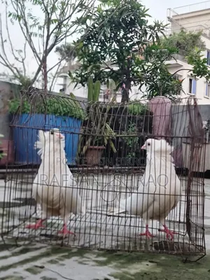 Original Bombay Pigeon